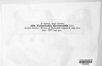 Erysiphe berberidis image